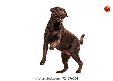 The black Labrador dog playing with ball isolated on white