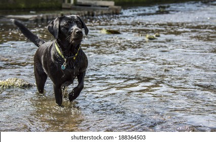 Black Labrador dog playing in stream - Powered by Shutterstock