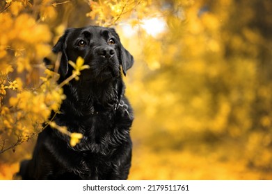 Black Labrador Dog Portrait Outdoors In Autumn