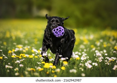 Black Labrador Dog Running With A Toy Ball In The Park