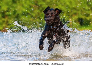 Black Labrador Dog Runs Through The Water