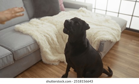 A black labrador dog sits attentively on a wooden floor in a cozy living room near a sofa with a soft blanket, as a woman's hand gestures nearby. - Powered by Shutterstock