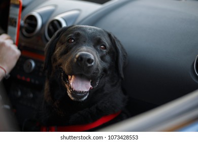 Black Labrador Dog Sitting In A Car