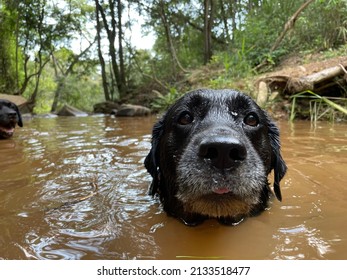 black labrador dog swimming in a river - Powered by Shutterstock