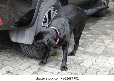 Black Labrador Dog Urinating On A Car Tyre