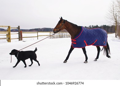 Black Labrador dog walking on a snow and holding a horse on a lead in winter          