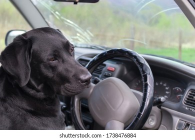 Black Labrador Driving A Car, Rear Side View