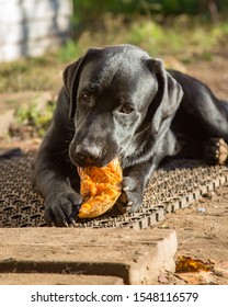 Black Labrador Eating Happily A Long Pumpkin Treat