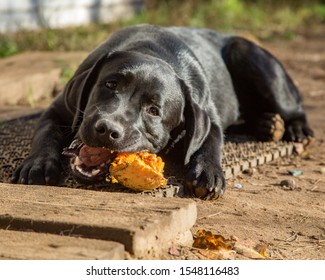 Black Labrador Eating His Long Pumpkin Treat