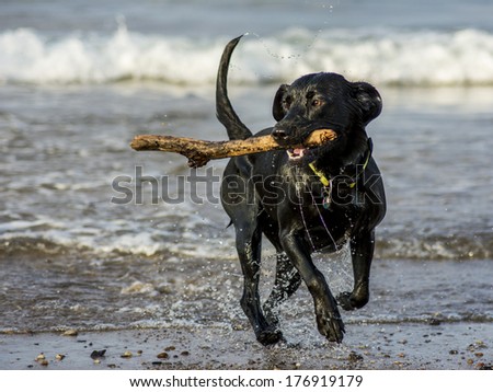 Black Labrador fetching stick from the sea