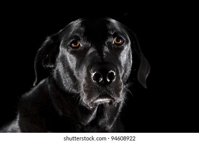 43,774 Labrador black background Images, Stock Photos & Vectors ...