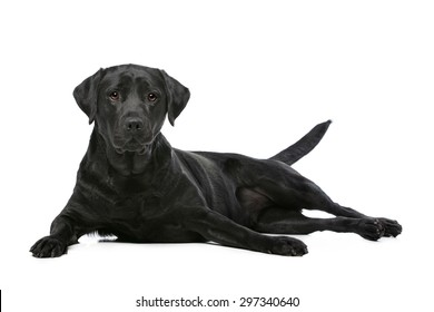 Black Labrador In Front Of A White Background