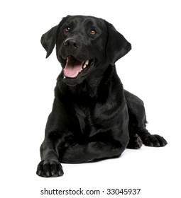 Black Labrador In Front Of A White Background