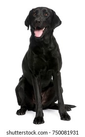 black Labrador in front of a white background