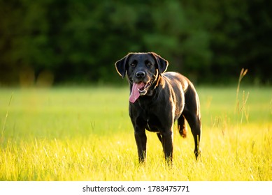 Black Labrador in a grassy field at sunset enjoying the park