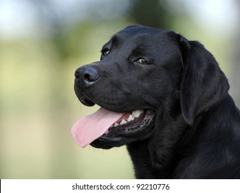 Black Labrador head