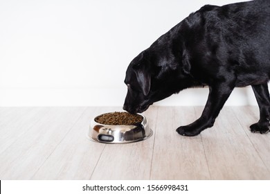 Black Labrador At Home Eating His Food In A Bowl