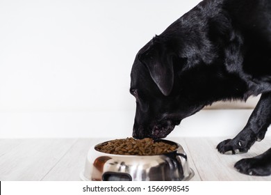 Black Labrador At Home Eating His Food In A Bowl