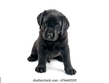 Black Labrador Isolated On White Background