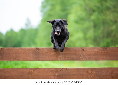 Black Labrador Jumping Over The Fence