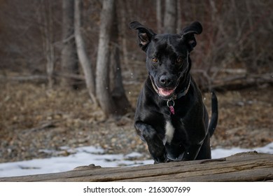 Black Labrador Jumping Over A Log