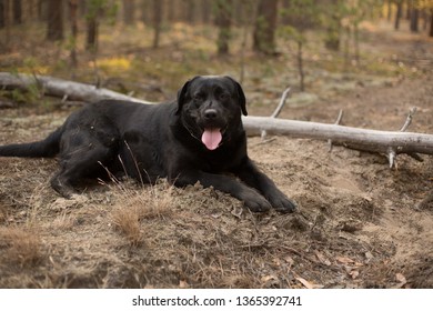 Black Labrador Lies Woods Stock Photo 1365392741 | Shutterstock