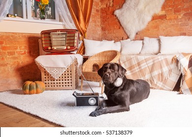Black Labrador listening to music. Modern and vintage radios