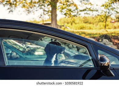 Black Labrador Looking Through Car Window. Sad Dog Inside The Parked Car On A Hot Day 