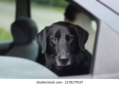 Black Labrador Looking Through A Car Window