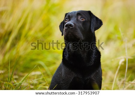 Black labrador looks guiltily at his master