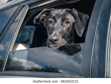 A Black Labrador Looks Out Of A Car Window