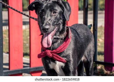 A Black Labrador Looks Out Of A Car Window