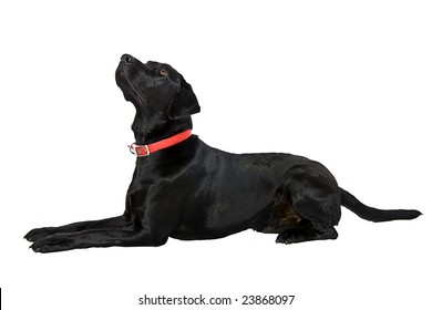 Black Labrador Lying Down