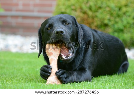 black labrador lying on meadow and eat bone