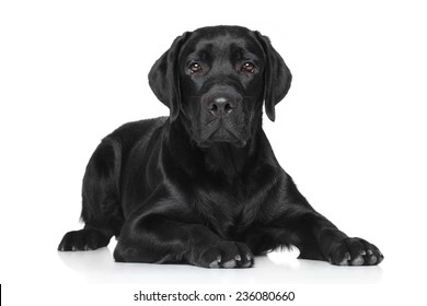 Black Labrador lying on white background