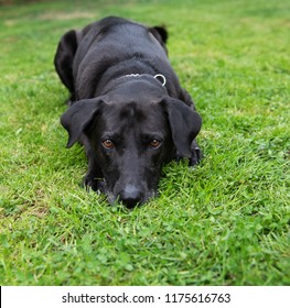 Black Labrador Mix Senior Dog Relaxing on Green Grass in Backyard  - Shutterstock ID 1175616763