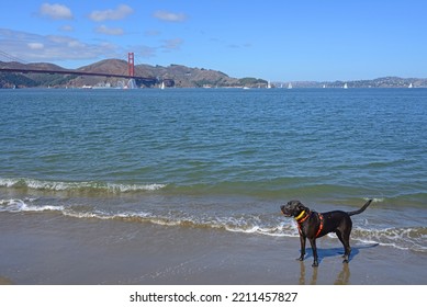 Black Labrador On Crissy Field West Beach Of San Francisco Peninsula In California, United States