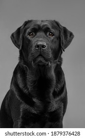 black labrador on gray background