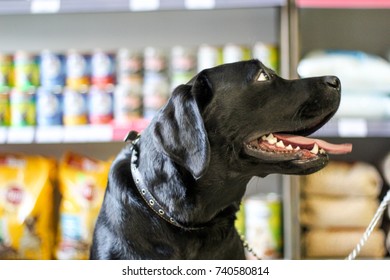 Black Labrador In A Pet Store