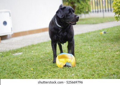 Black Labrador Play With A Broken Volley Ball In A Garden