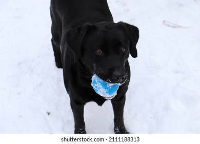 The Black Labrador Is Playing With A Blue Ball.