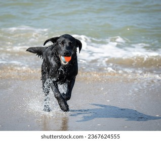 Black labrador playing fetch on the beach, running towards the camera