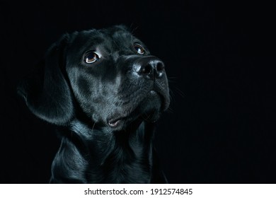 黒い犬 の画像 写真素材 ベクター画像 Shutterstock