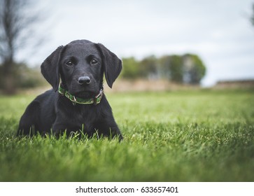 Black Labrador Puppy