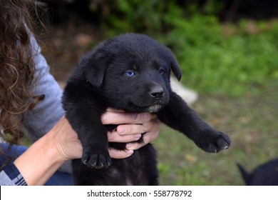 black labrador with blue eyes