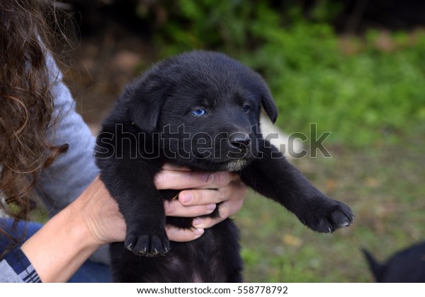 black puppy blue eyes