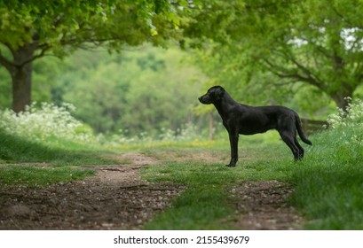 black labrador puppy in the countryside 