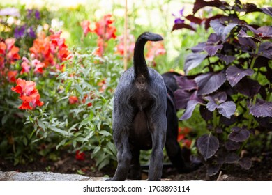 Black Labrador Puppy Digging In A Bush Of Flowers