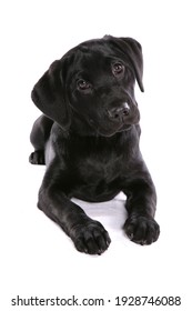 Black Labrador Puppy Dog Isolated On A White Background