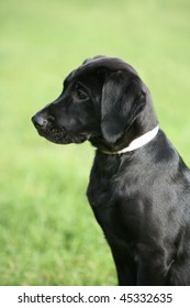 Black Labrador Puppy Dog Side Profile